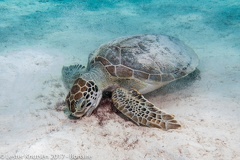 LesterKnutsen 2017 Bonaire DSC5513