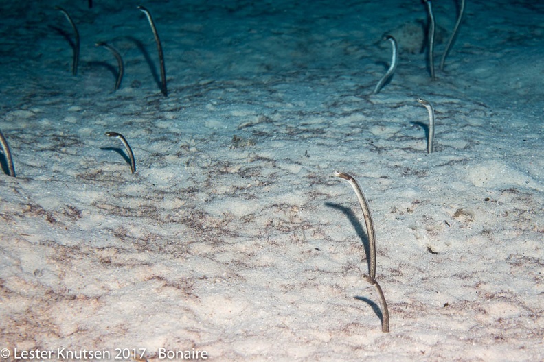 LesterKnutsen_2017_Bonaire_DSC5558.jpg