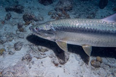 LesterKnutsen 2017 Bonaire DSC5550