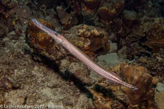 LesterKnutsen 2017 Bonaire DSC5565