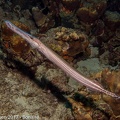 LesterKnutsen 2017 Bonaire DSC5565