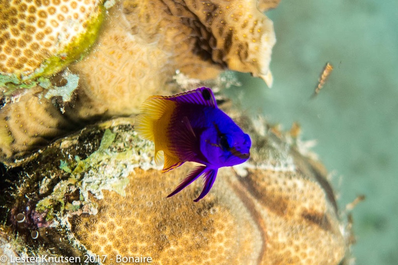 LesterKnutsen_2017_Bonaire_DSC5563.jpg