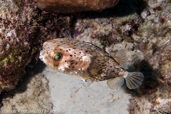 LesterKnutsen 2017 Bonaire DSC5568