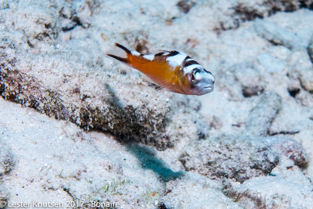 LesterKnutsen 2017 Bonaire DSC5578