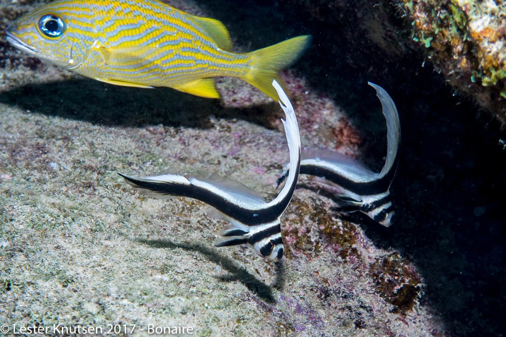 LesterKnutsen 2017 Bonaire DSC5588