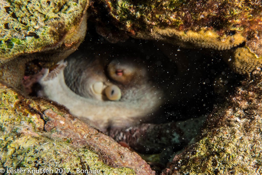 LesterKnutsen 2017 Bonaire DSC5594