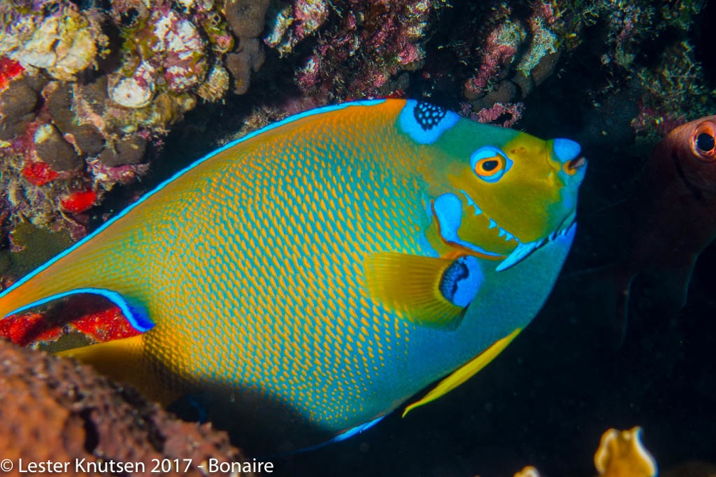 LesterKnutsen 2017 Bonaire DSC5593