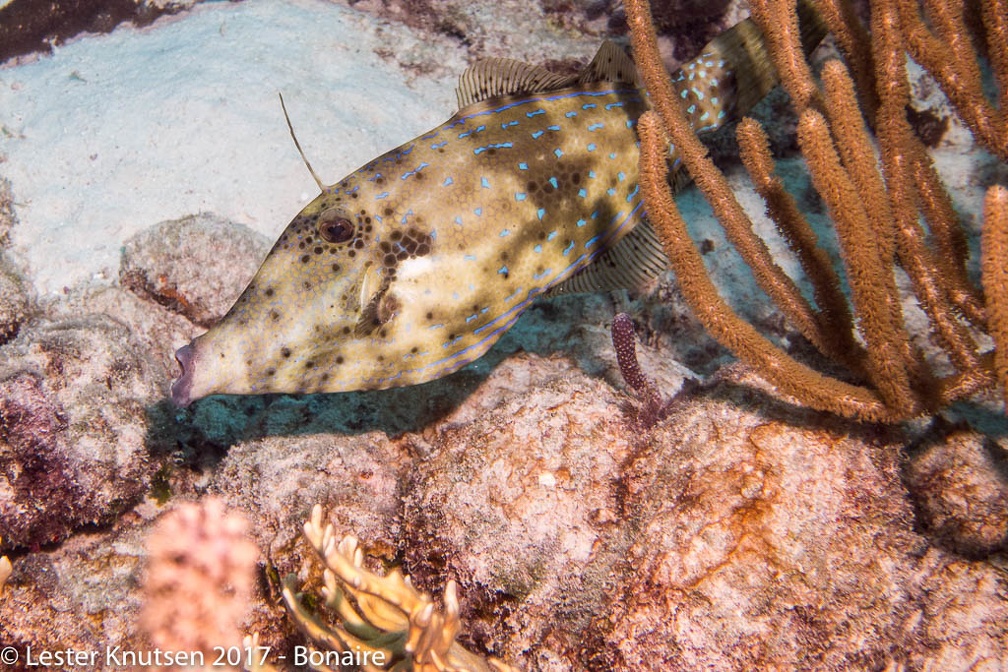 LesterKnutsen 2017 Bonaire DSC5597