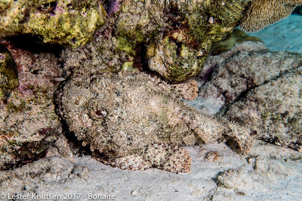 LesterKnutsen 2017 Bonaire DSC5595