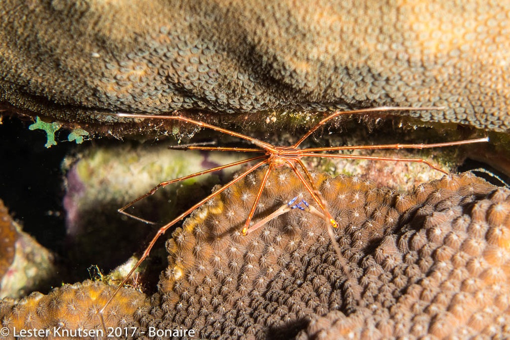 LesterKnutsen 2017 Bonaire DSC5600