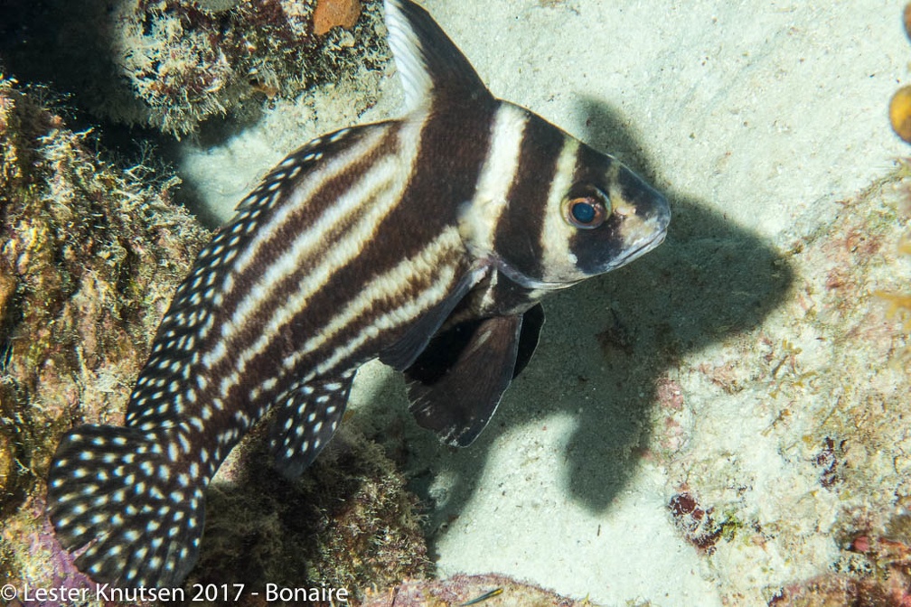 LesterKnutsen 2017 Bonaire DSC5604