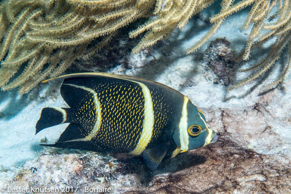 LesterKnutsen 2017 Bonaire DSC5606