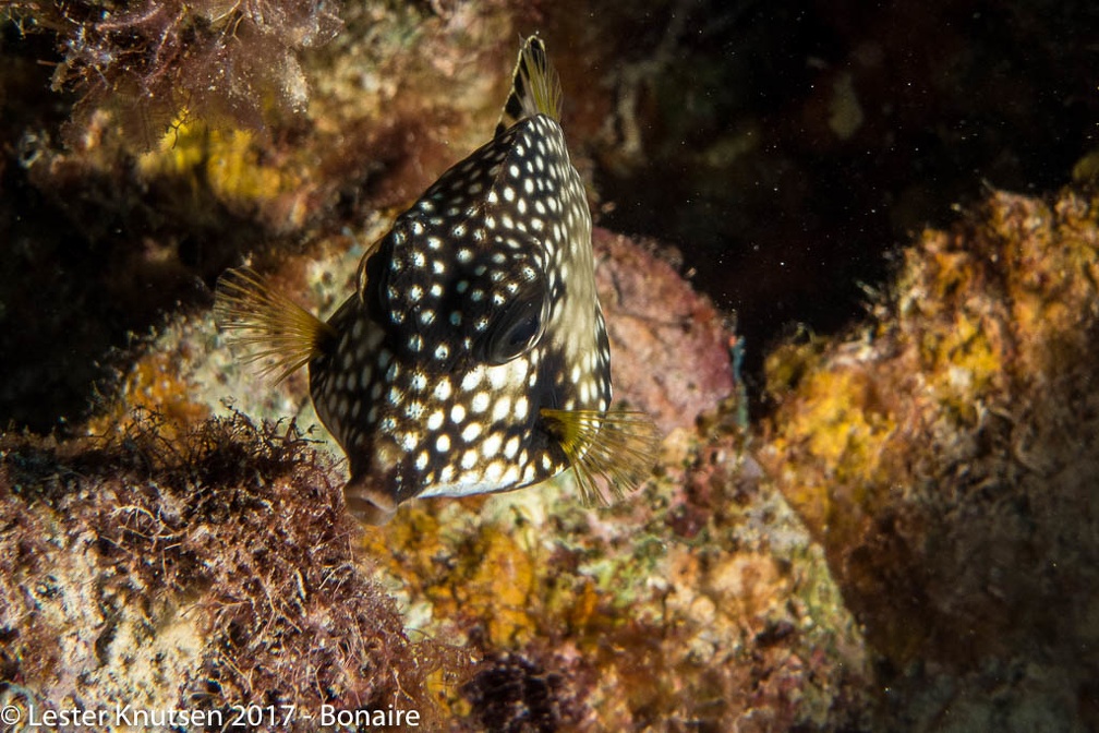 LesterKnutsen 2017 Bonaire DSC5615