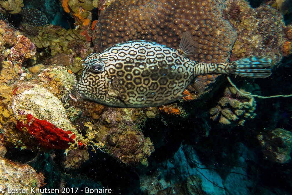 LesterKnutsen 2017 Bonaire DSC5617