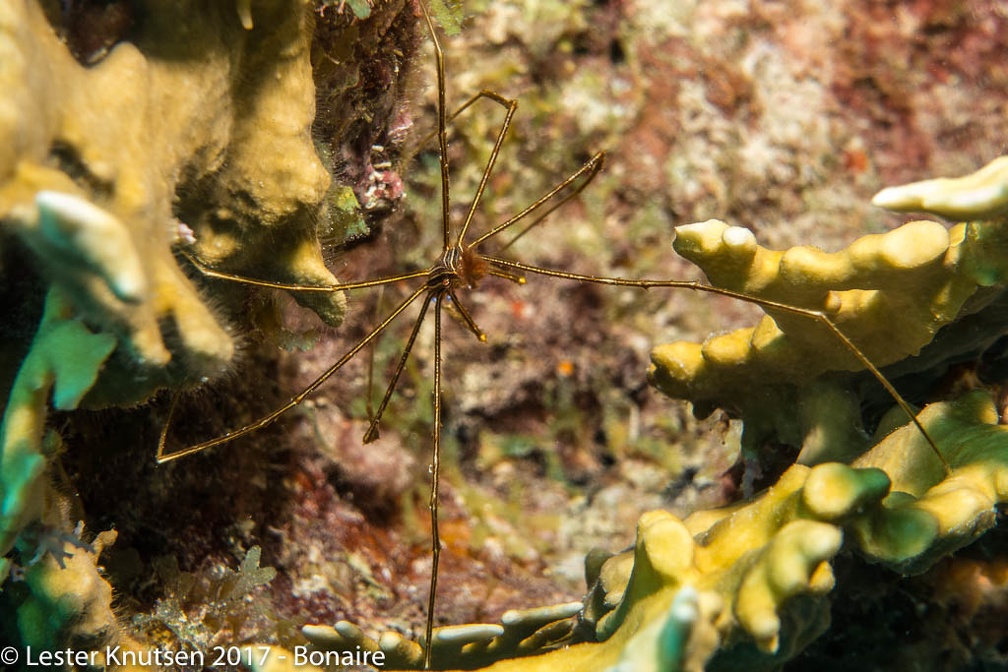 LesterKnutsen 2017 Bonaire DSC5622