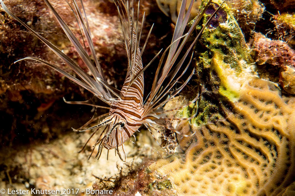 LesterKnutsen 2017 Bonaire DSC5621