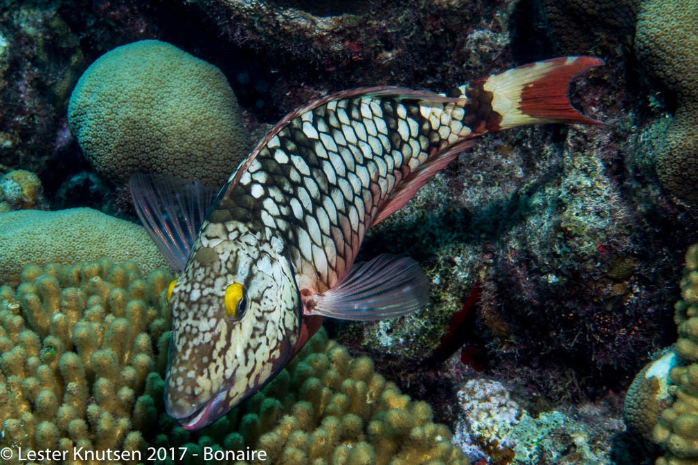 LesterKnutsen 2017 Bonaire DSC5624