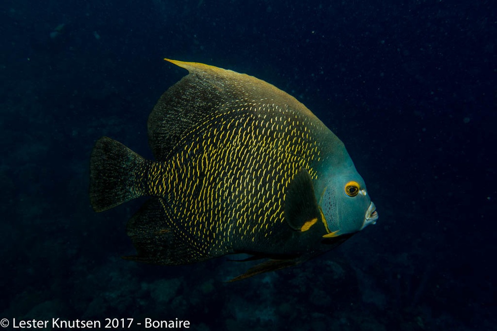 LesterKnutsen 2017 Bonaire DSC5626