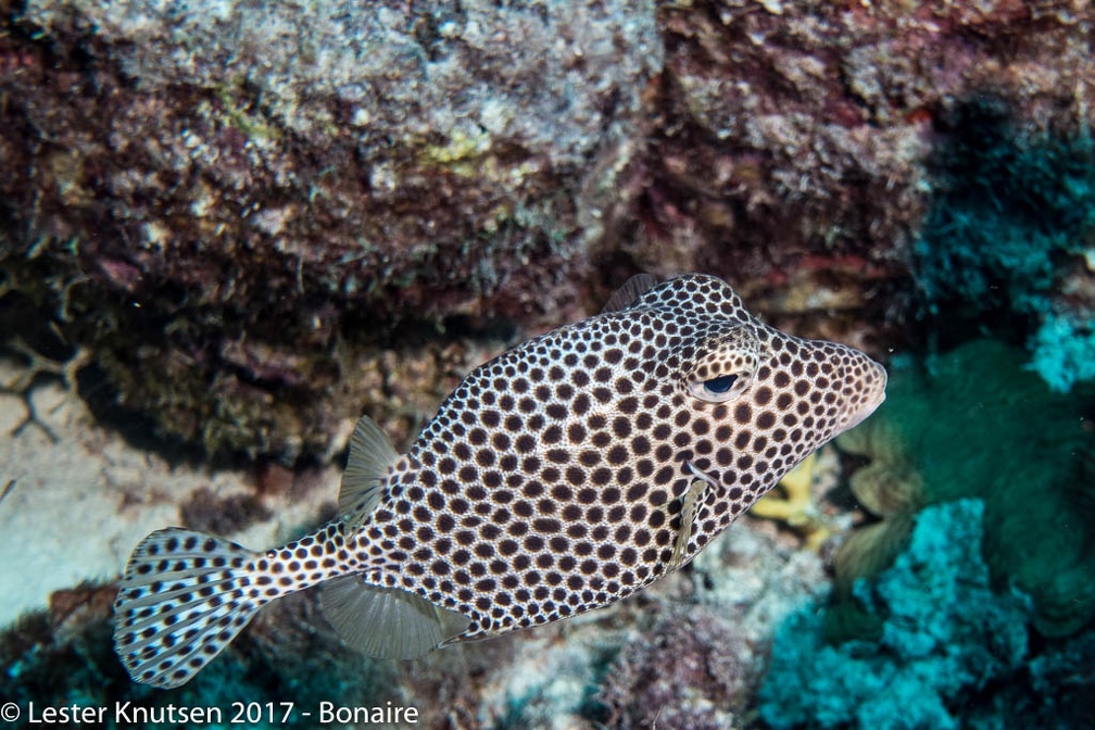 LesterKnutsen 2017 Bonaire DSC5630