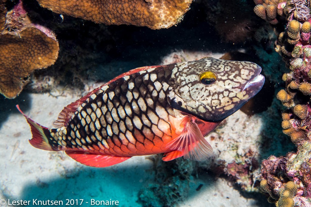 LesterKnutsen 2017 Bonaire DSC5631