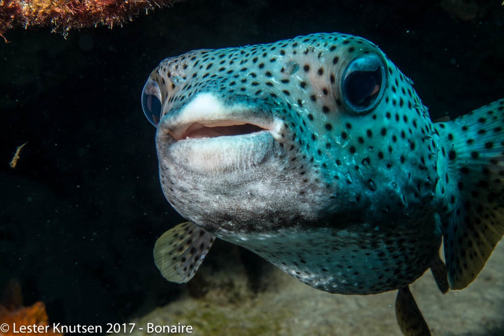 LesterKnutsen 2017 Bonaire DSC5634