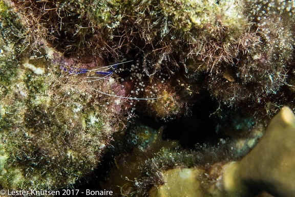 LesterKnutsen 2017 Bonaire DSC5657