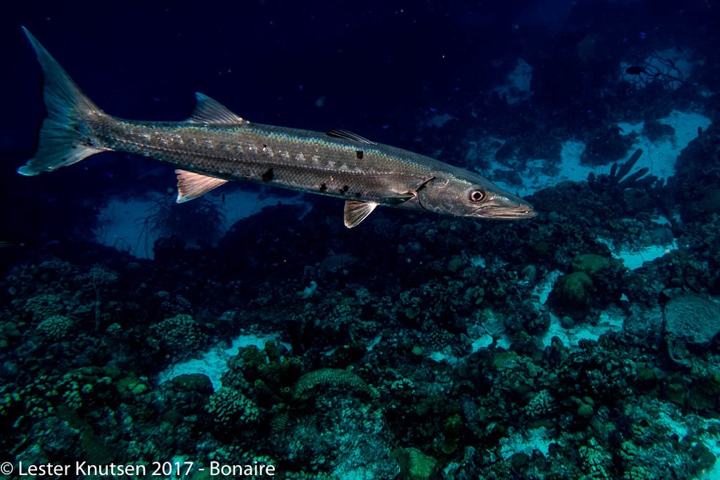 LesterKnutsen 2017 Bonaire DSC5647