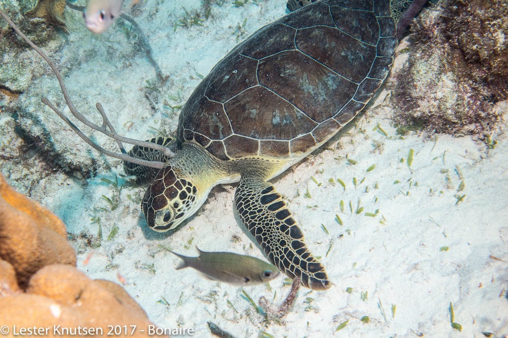 LesterKnutsen 2017 Bonaire DSC5675