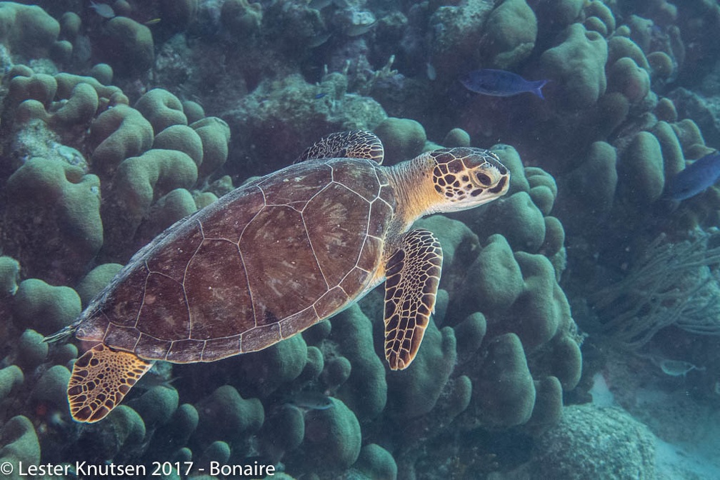 LesterKnutsen 2017 Bonaire DSC5678