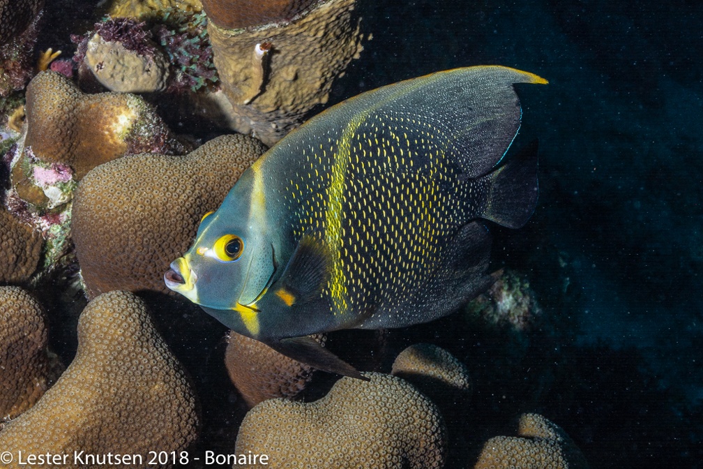 LesterKnutsen 2018 Bonaire DSC8750