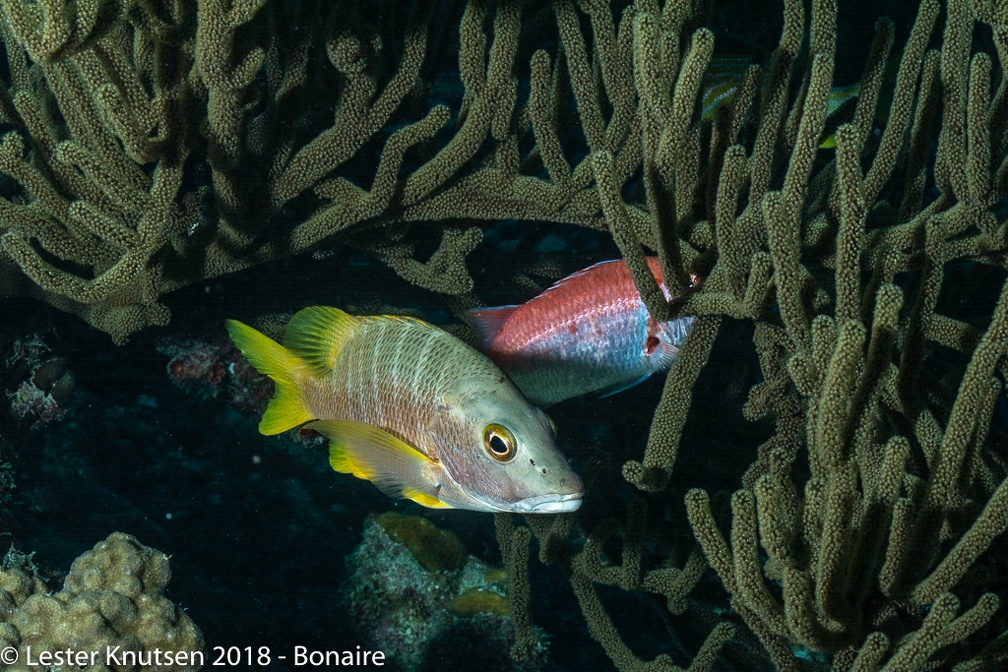 LesterKnutsen 2018 Bonaire DSC8752