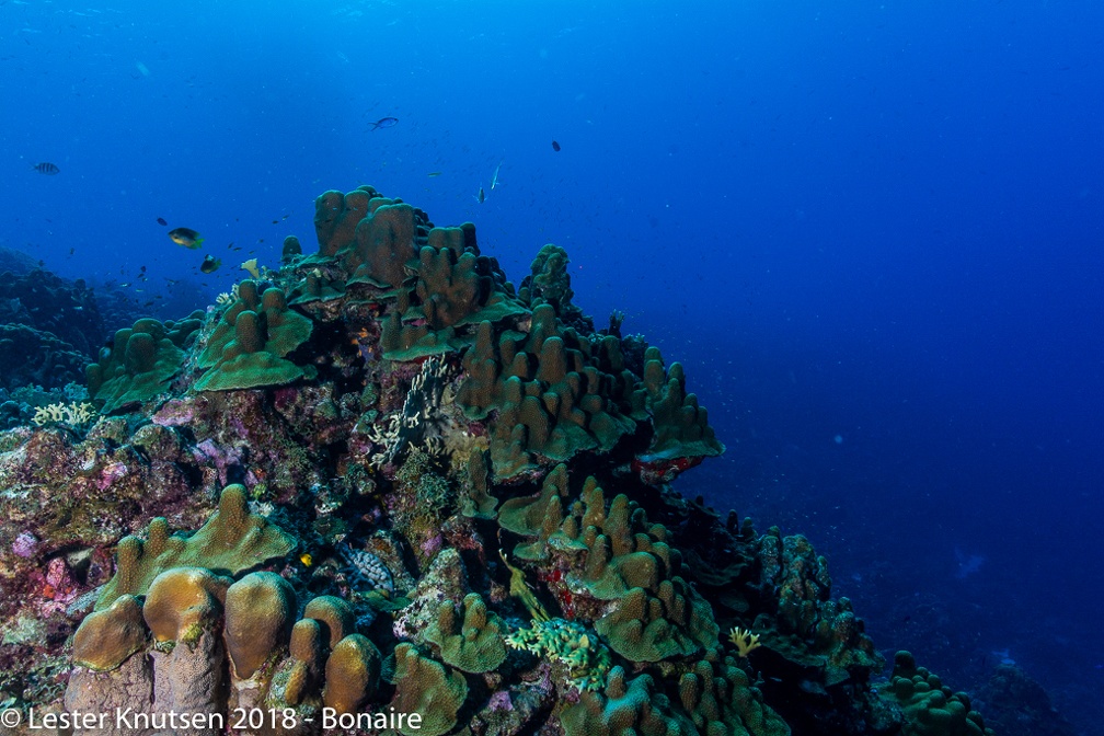 LesterKnutsen 2018 Bonaire DSC8778