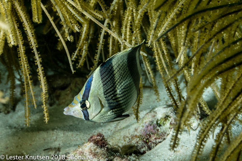 LesterKnutsen 2018 Bonaire DSC8769