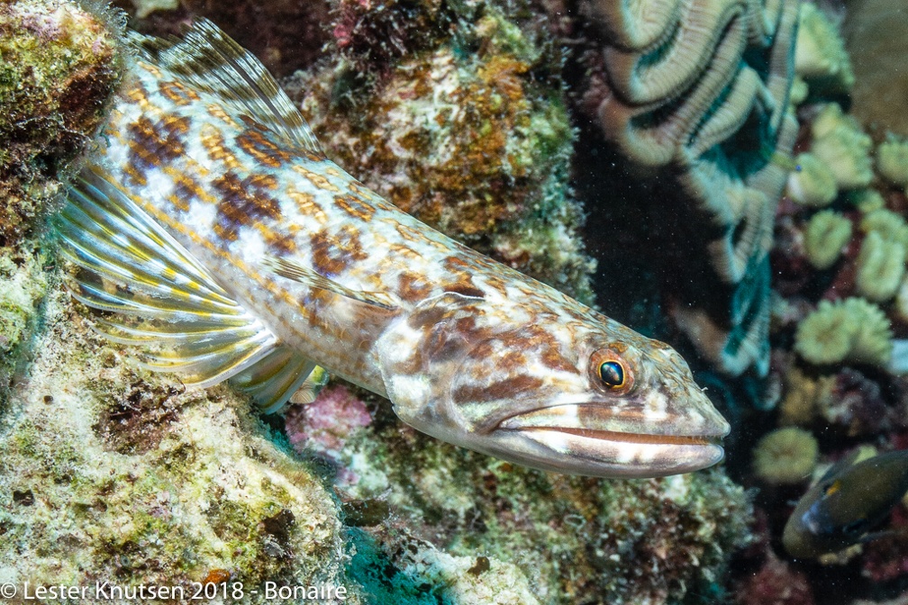 LesterKnutsen 2018 Bonaire DSC8791