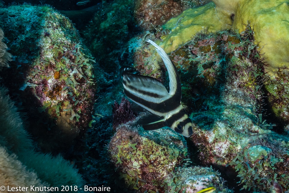 LesterKnutsen 2018 Bonaire DSC8796