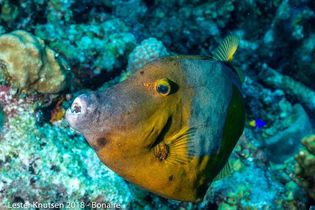 LesterKnutsen 2018 Bonaire DSC8859