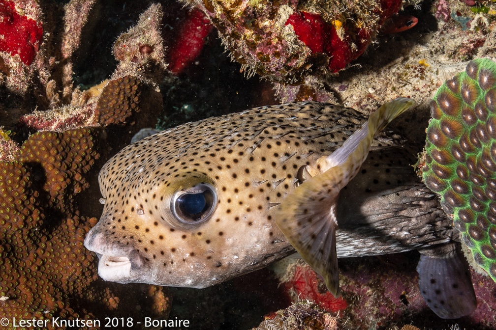 LesterKnutsen 2018 Bonaire DSC8877