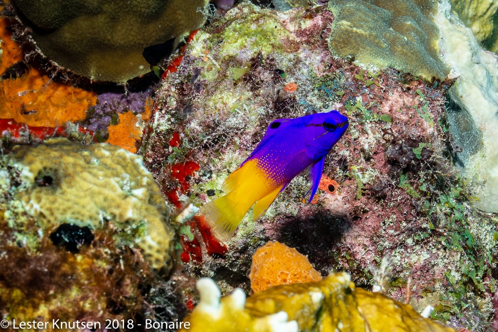 LesterKnutsen 2018 Bonaire DSC8868