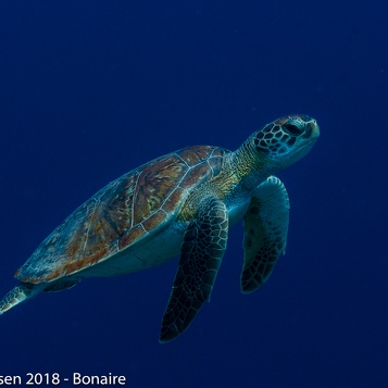 Bonaire2018