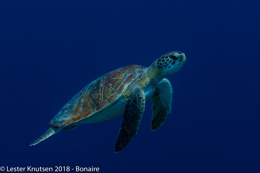 LesterKnutsen 2018 Bonaire DSC8880