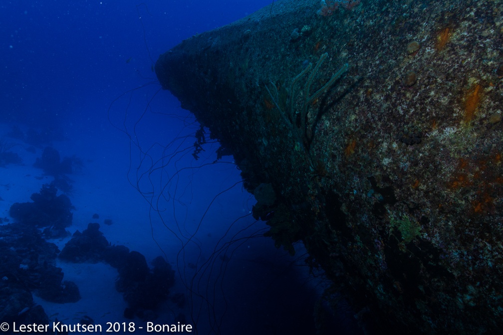 LesterKnutsen 2018 Bonaire DSC8913