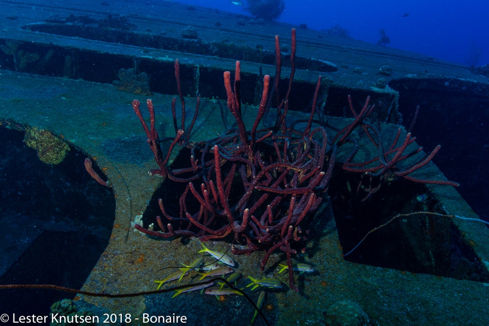 LesterKnutsen 2018 Bonaire DSC8940