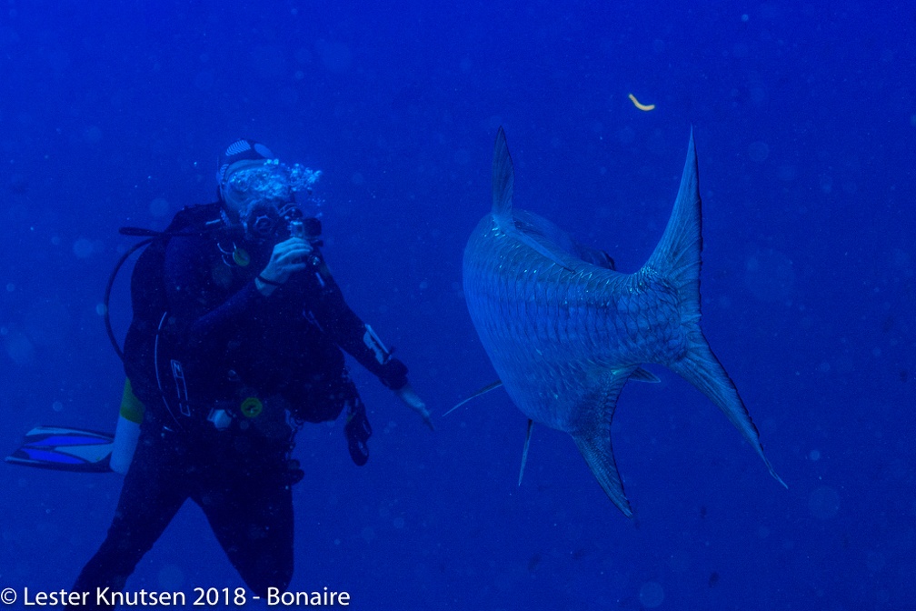 LesterKnutsen 2018 Bonaire DSC9004