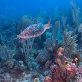 LesterKnutsen Little Cayman 2010 DSC 8948