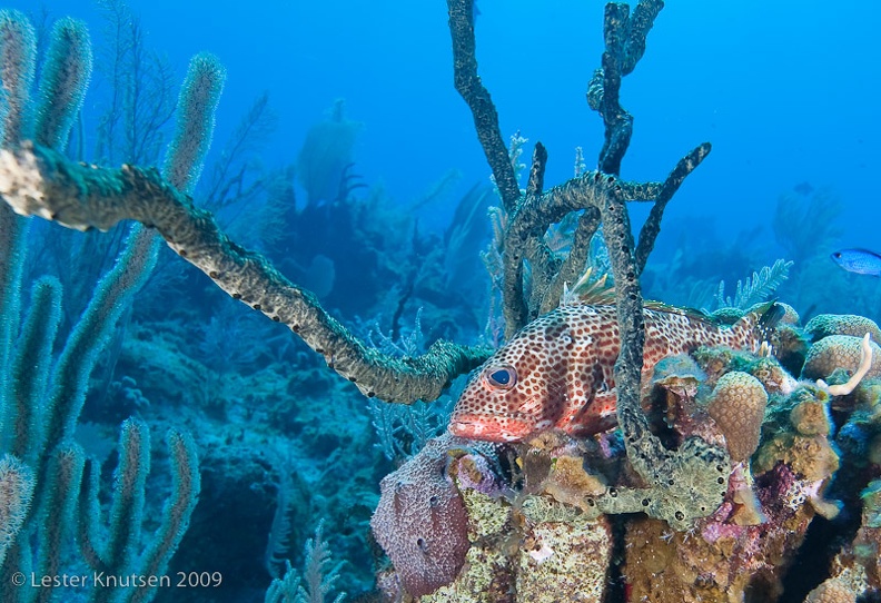 LesterKnutsen_Little_Cayman_2010_DSC_8960.jpg