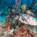 LesterKnutsen Little Cayman 2010 DSC 9087