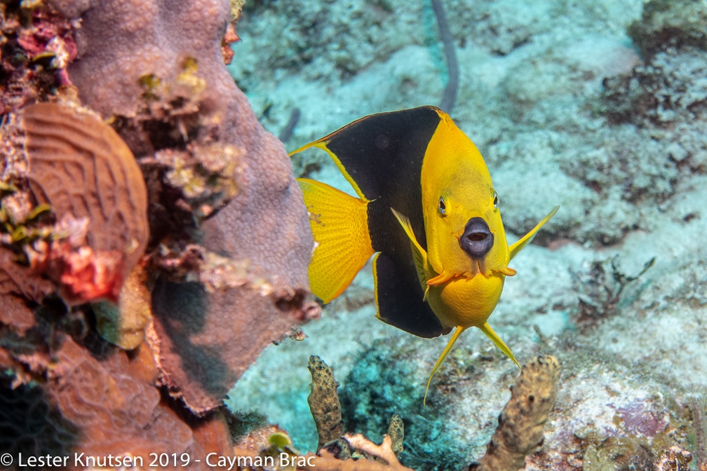 LesterKnutsen 2019 CaymanBrac DSC6996