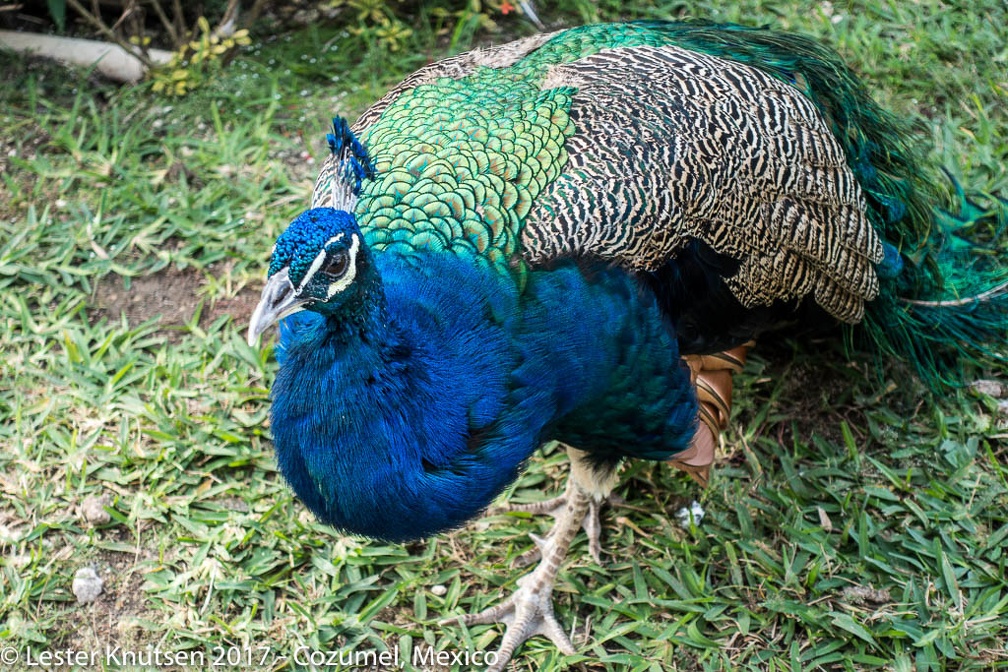 LesterKnutsen 2017 Cozumel DSC5723