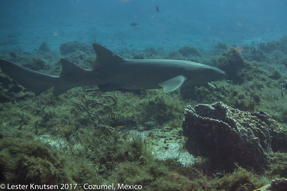 LesterKnutsen 2017 Cozumel DSC5748