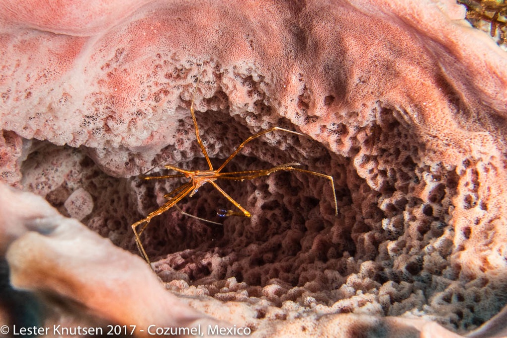 LesterKnutsen 2017 Cozumel DSC5741